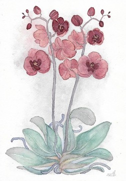 Obraz akwarelowy - orchidea - storczyk