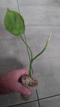 Philodendron camposportoanum