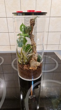 Terrarium tuba dla modliszki ptasznika 22x12