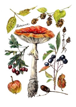 Ilustracja botaniczna. Jesień.
