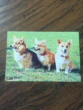Pocztówka obrazek cute słodki pies dog