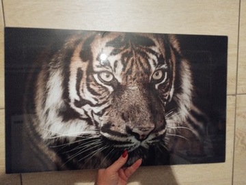 Grafika - tygrys w szklanej oprawie 