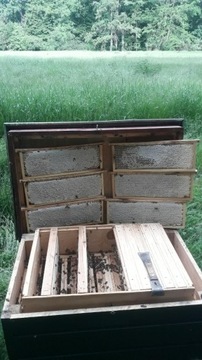 Pszczoły, rodzina pszczela 