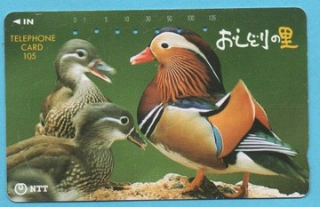 JAPONIA karta magnet NTT fauna PTAKI