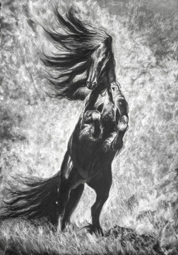 Koń fryzyjczyk suche pastele 50x70 cm papier 