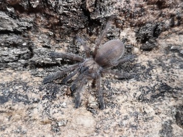 Monocentropus balfouri L3/L5 pająk/ptasznik