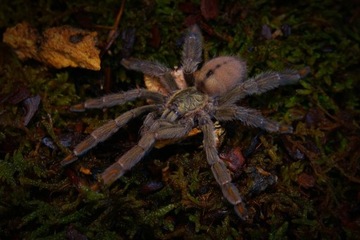 Psalmopoeus cambridgei L3-4