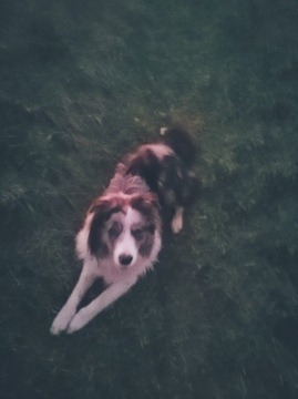 BORDER COLLIE ,blue merle,rodowód, 10 miesięczny 