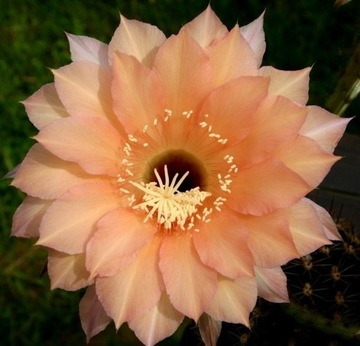  Echinopsis hybryd B.Schick  TRÄUMEREI