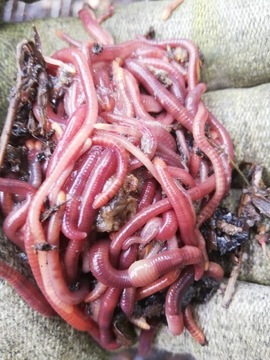 800 szt.  Dżdżownice Kalifornijskie robaki kompost