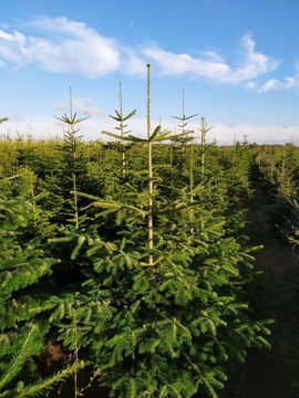 jodła kaukaska świerk srebrny plantacja 25 zł szt