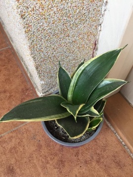 sansevieria LOTUS z bejbikiem sansewieria