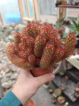 WIELKA MAMMILLARIA ELOGNATA 