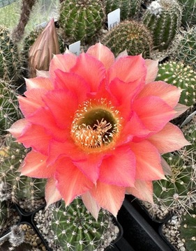 kaktus echinopsis hybrys PIK AS     Rheingold