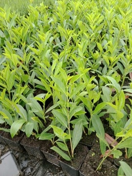 Laurowiśnia Rotundifolia w doniczkach p9