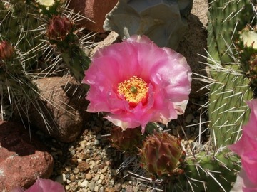 Opuntia sp.'Lavender Pink' - segment