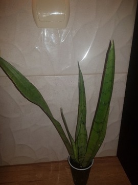 Sansevieria Silver Princes