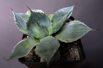 Kaktusy - Agave species - RARYTAS!!!