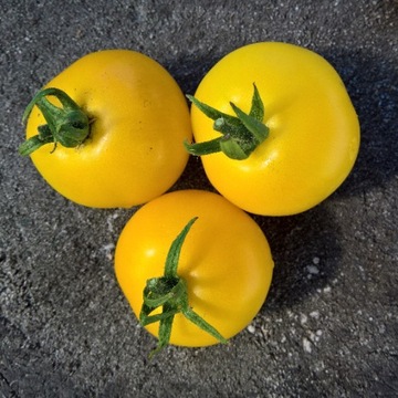 Pomidor Sungella nasiona kolekcjonerskie