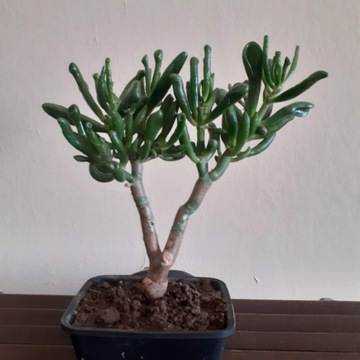 Bonsai crasula uszy szreka