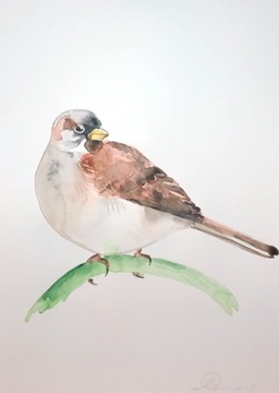 Obrazek akwarela ptak wróbel 