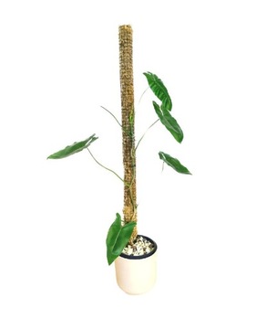 Palik tyczka z mchu 100/6 cm łączony  monstera