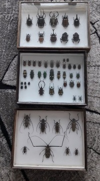 Kolekcja egzotycznych owadów okazja!!!