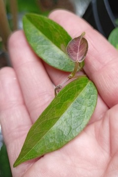 Hoya dennisii Frida variegata 