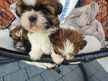 Shih tzu szczeniaki