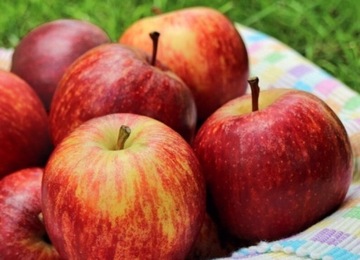 Jabłka ekologiczne z własnej uprawy 