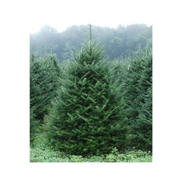 Jodła frasera 3 letnia 15/30cm Abies Fraseri