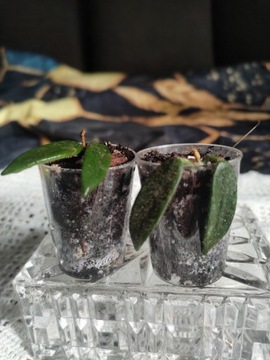 Hoya lyi drobne, włochate listki ukorzenione 