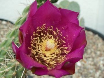 Cylindropuntia imbricata 'Giant' x 'Parrot' - 10 n