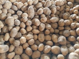 Ziemniaki sadzeniaki i paszowe DENAR