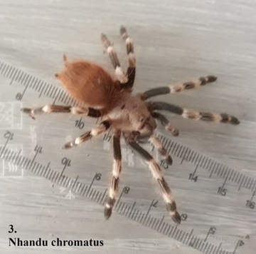 Ptasznik, Nhandu Chromatus, 3DC, L7