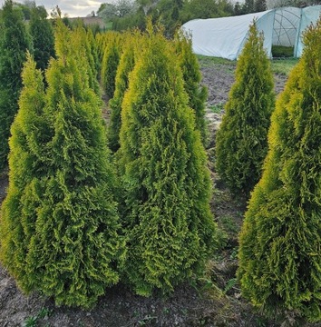 Golden Szmaragd Tuje Thuje Tuja Krzewy Thuja