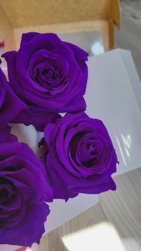 Wieczne róże główki fioletowo-chabrowe 36 sztuk