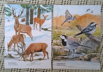 Malowane pocztówki - fauna