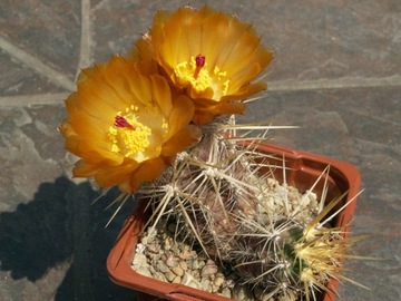 Austrocactus sp. SAR 3091 - 10 nasion