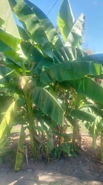 Bananowce musa ,duże