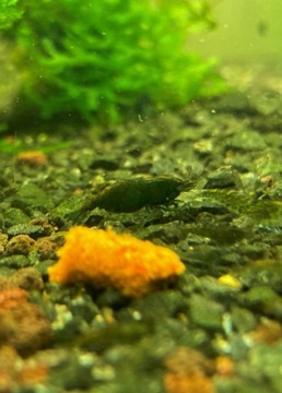 Krewetki Neocaridina Green Jade