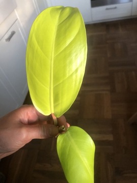 Philodendron Malaya Gold