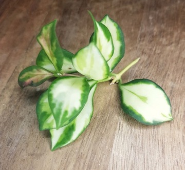 Hoya heuschkeliana variegata - cięta sadzonka