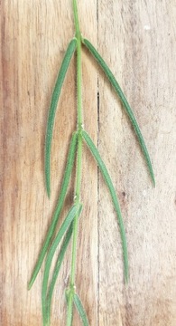 Hoya linearis - cięta sadzonka 