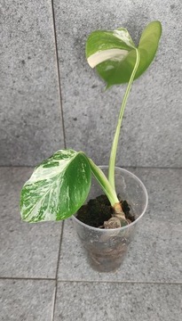 Monstera deliciosa veriagata 