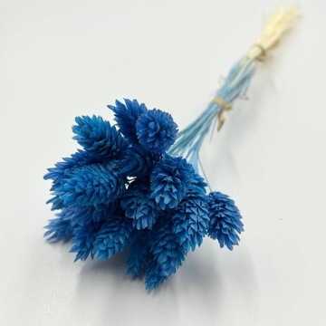 Kanar phalaris niebieski, susz kwiaty do wazonu