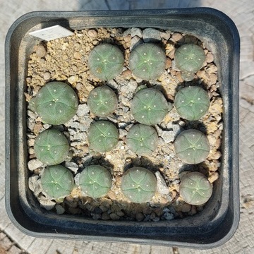 Lophophora williamsii v. caespitosa z siewu