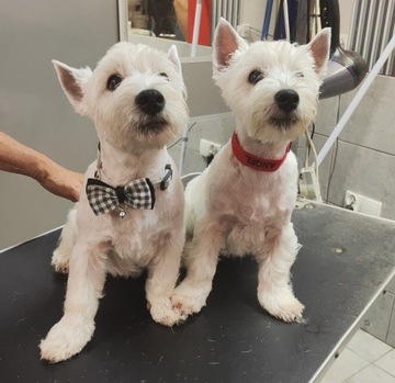 West Highland White Terrier