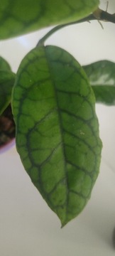 Hoya  Nui Cv (Callistophylla hybrid) cięta 1w1l