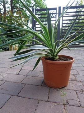 Yucca Gloriosa Variegata
